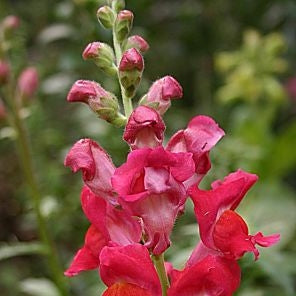 Light Red Antirrhinum Flower Seeds for Planting – Heirloom, Non-GMO, High Germination Cut Flower Variety