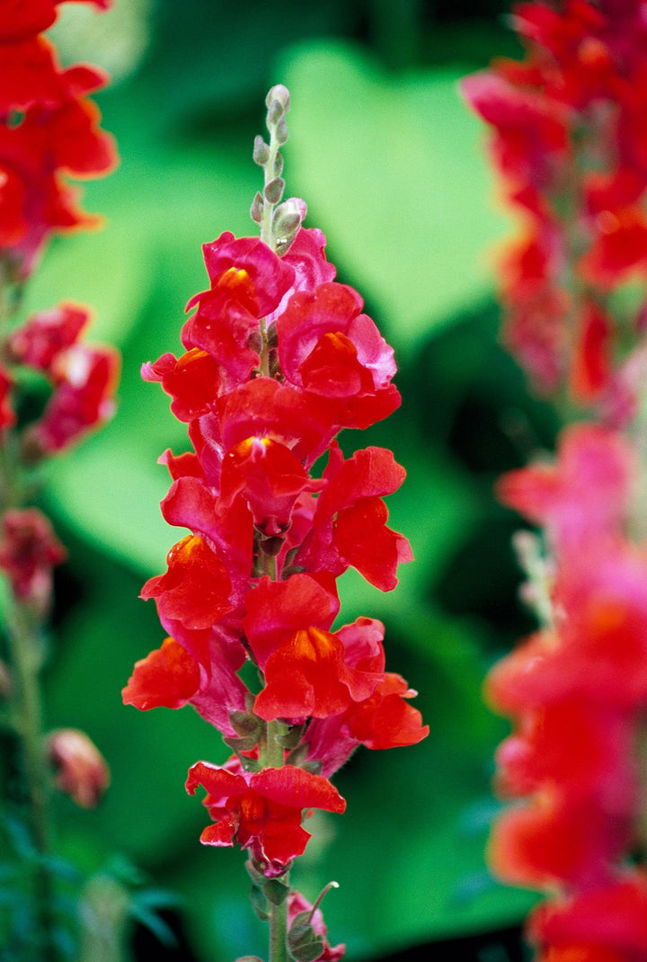 Red Antirrhinum Flower Seeds for Planting – Premium Heirloom, Non-GMO, High Germination Organic Garden Seeds