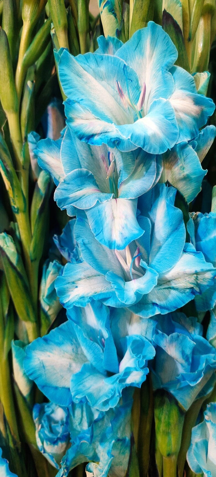 Sky Blue White Gladiolus Flower Seeds for Planting – Heirloom, Non-GMO, Shade Tolerant, Home Garden