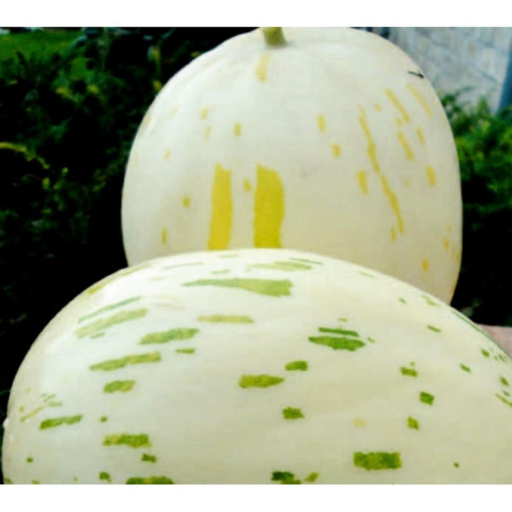 White Leopard Melon seeds for planting - Heirloom & Non-GMO rare fruit garden seeds