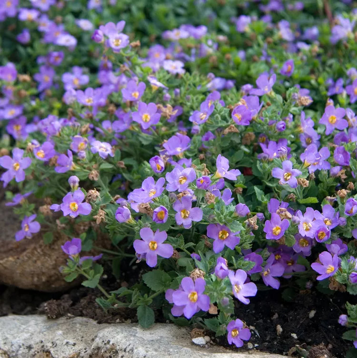 Flower Seeds, Seeds,Seeds For Planting,Plant Seeds