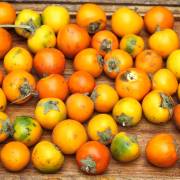 Sessiliflorum fruit seeds for planting – Heirloom & Non-GMO garden seeds, exotic hardy fruit variety