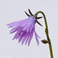 Violet Soldanella Alpina Flower Seeds for Planting – Heirloom, Non-GMO, High Germination Organic Garden Seeds