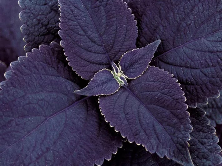 Black Coleus Flower Seeds for Planting – Heirloom Non-GMO, High Germination Organic Garden Seeds