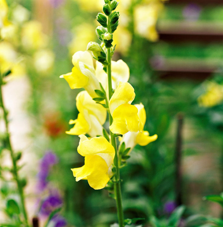 Snapdragon Golden Flower Seeds for Planting | Heirloom Non-GMO Organic Garden Seeds
