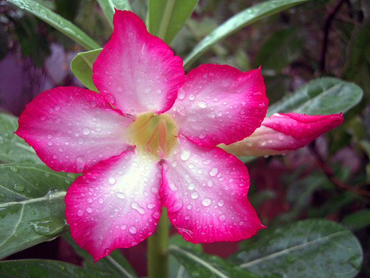 Pink Adenium Obesum Flower Seeds for Planting – Sun Loving, Heirloom, Non-GMO Home Garden
