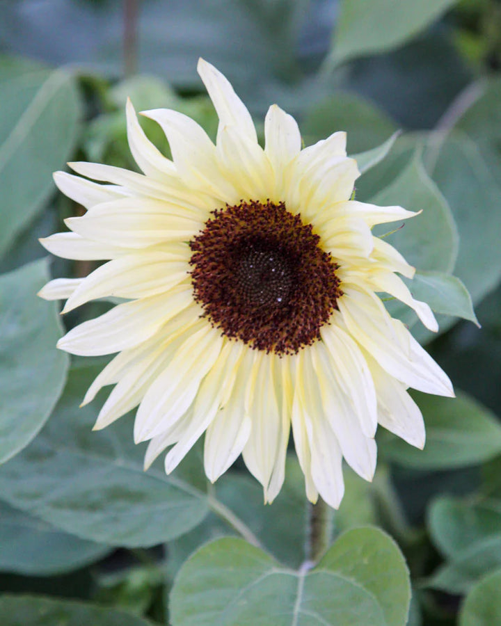 Sunflower Buttercream Flower Seeds for Planting – Heirloom, Non-GMO, High Germination Organic Garden Seeds