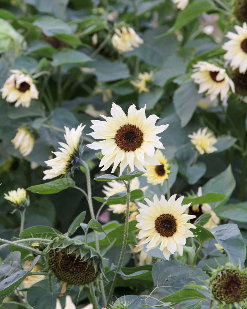 Sunflower Buttercream Flower Seeds for Planting – Heirloom, Non-GMO, High Germination Organic Garden Seeds
