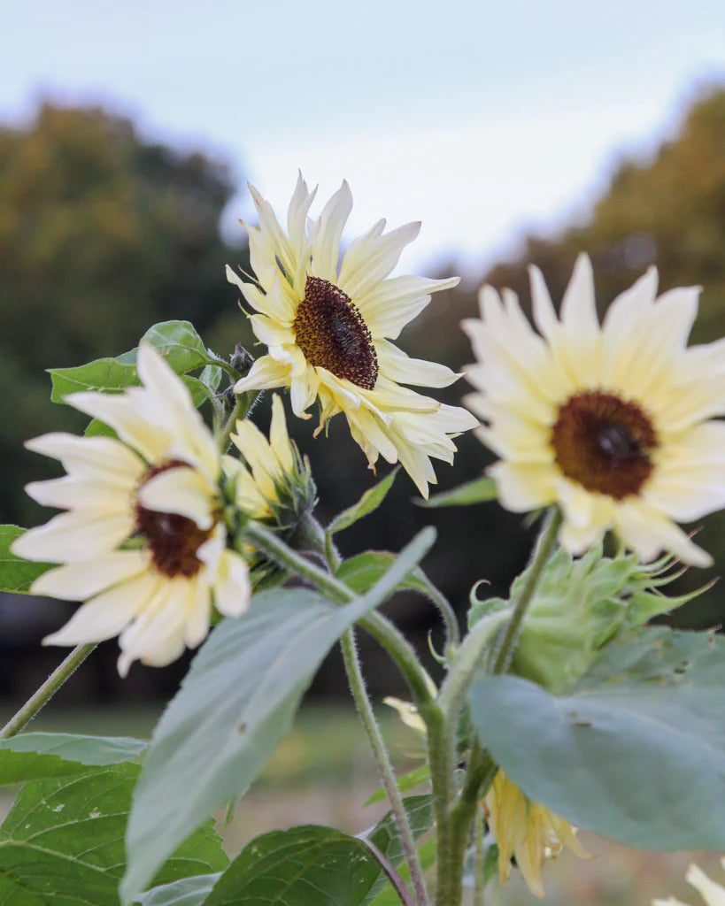Sunflower Buttercream Flower Seeds for Planting – Heirloom, Non-GMO, High Germination Organic Garden Seeds