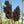 Black Amber Sorghum Herb Seeds for Planting – Heirloom, Non-GMO Premium Seeds for Robust Gardens
