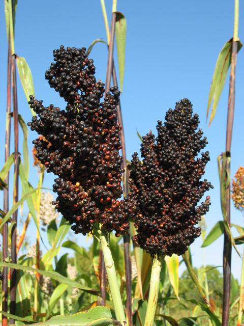 Black Amber Sorghum Herb Seeds for Planting – Heirloom, Non-GMO Premium Seeds for Robust Gardens