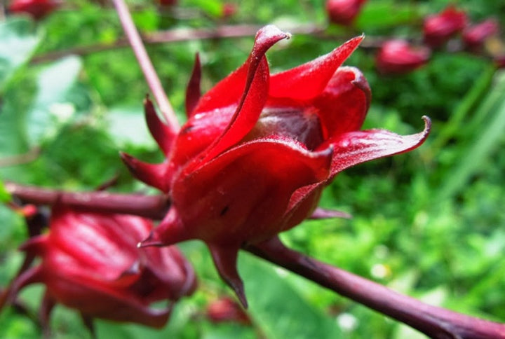 Sorrel Flower Seeds for Planting – Cut Flower Favorite, Heirloom, Non-GMO, High Germination Seeds