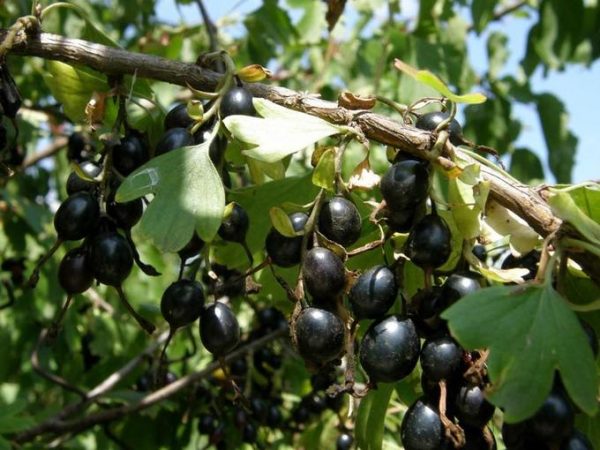 Grosella Negra Fruit Seeds for Planting – Heirloom Non-GMO Sweet Blackberry High Germination Organic Garden Seeds