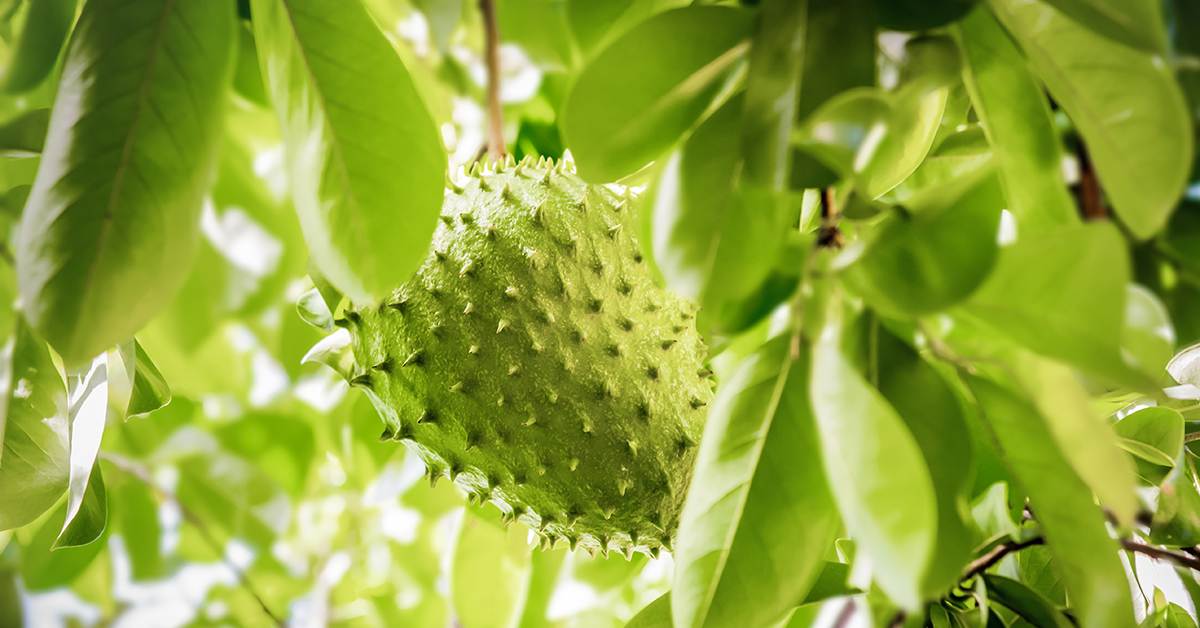 Soursop Fruit Seeds for Planting – Heirloom, Non-GMO Tropical Nutrient-Rich Garden Fruit Seeds