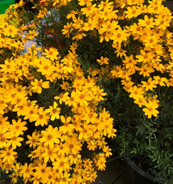 Yellow Tagetes Minuta Flower Seeds for Planting – Heirloom, Non-GMO &amp; High Germination Organic Garden Seeds