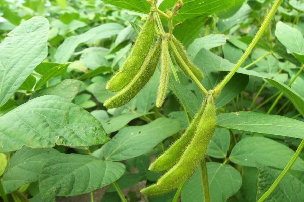 Soybean Seeds for Planting – Heirloom Non-GMO Protein-Rich Vegetable Seeds with High Germination for Organic Gardens