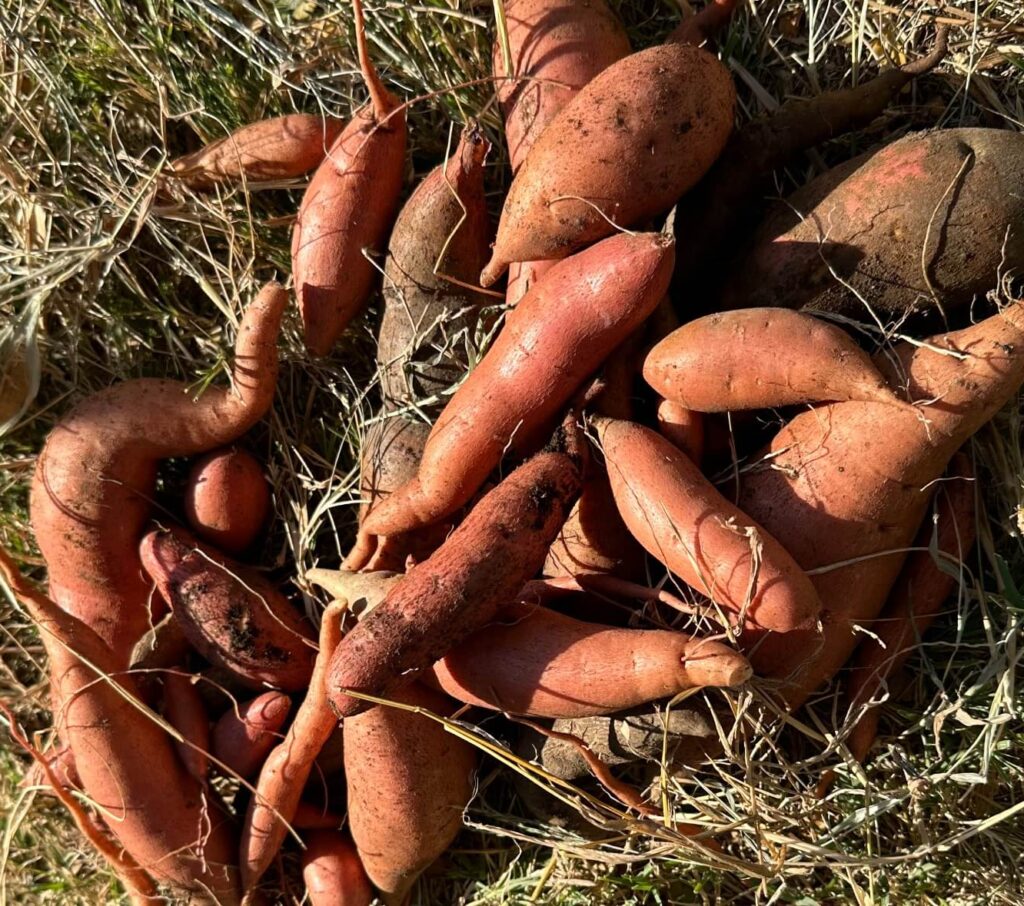 Brown Sweet Potato Seeds for Planting – Heirloom Non‑GMO High Germination Organic Garden Seeds Nutritious Root Vegetable