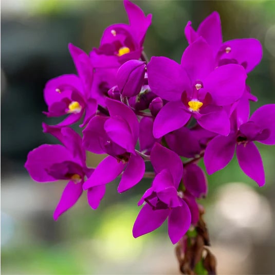 Violet Orchid Flower Seeds for Planting – Heirloom, Non-GMO, High Germination Organic Garden Seeds