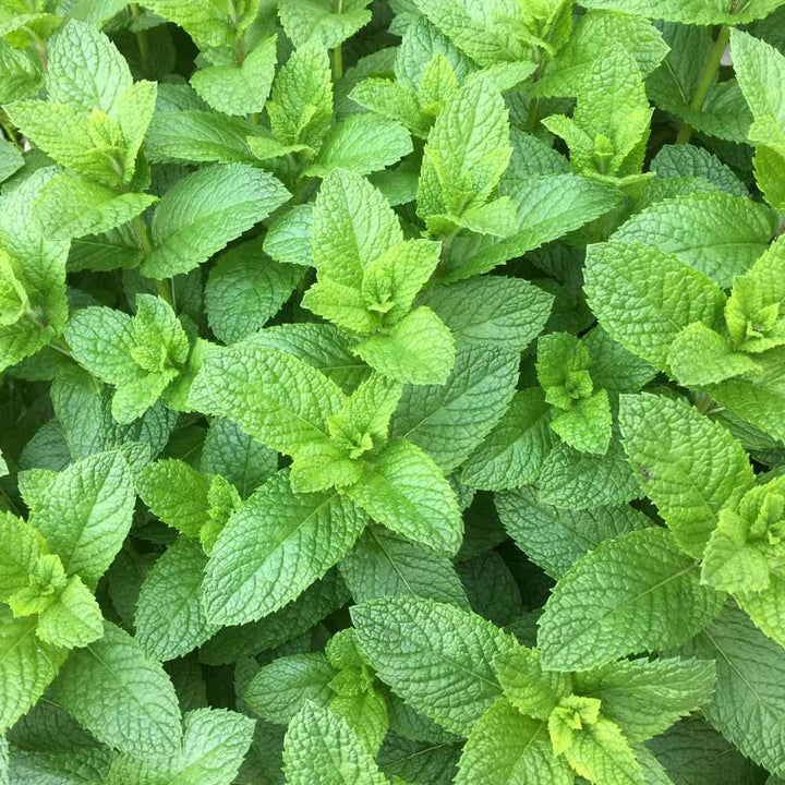 Army Green Mint Herb Seeds for Planting – Heirloom, Non-GMO Essential Seeds for Vibrant Gardens
