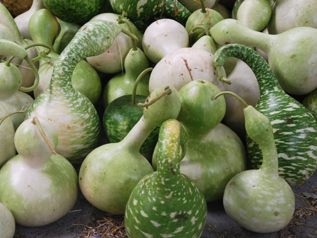Speckled Swan Gourd Seeds for Planting – Heirloom, Non-GMO, Ornamental Vegetable – High Germination