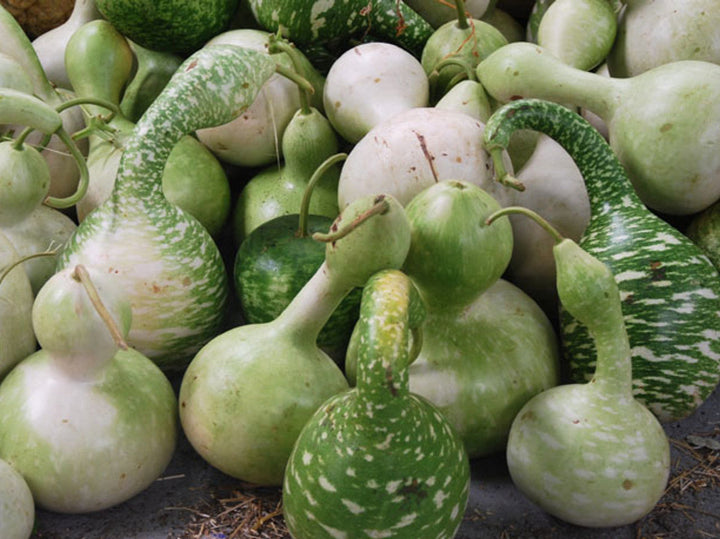 Speckled Swan Gourd Seeds for Planting – Heirloom, Non-GMO, Ornamental Vegetable – High Germination