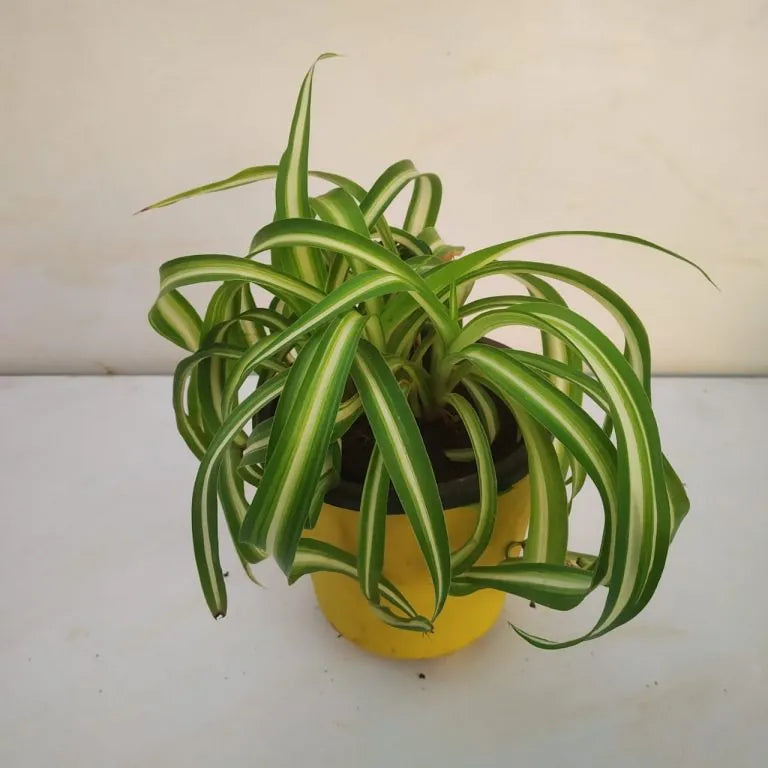 Flower Seeds, Seeds,Seeds For Planting,Plant Seeds