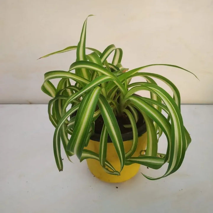 Flower Seeds, Seeds,Seeds For Planting,Plant Seeds