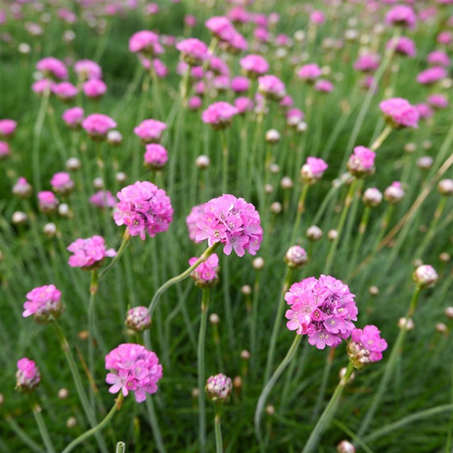 Flower Seeds, Seeds,Seeds For Planting,Plant Seeds
