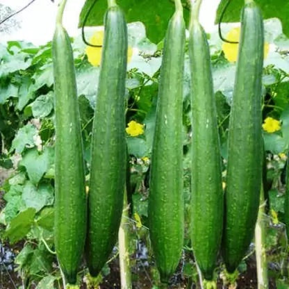 Gourd Seeds – Heirloom Non-GMO Edible and Decorative Vegetable Garden Seeds for Planting