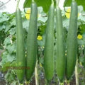 Sponge Gourd Seeds for Planting – High Yield, Fast-Germinating Vegetable Seeds