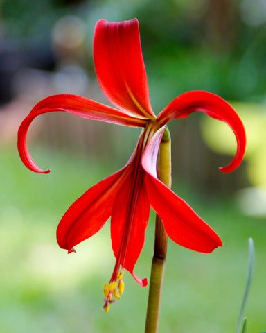 Flower Seeds, Seeds,Seeds For Planting,Plant Seeds