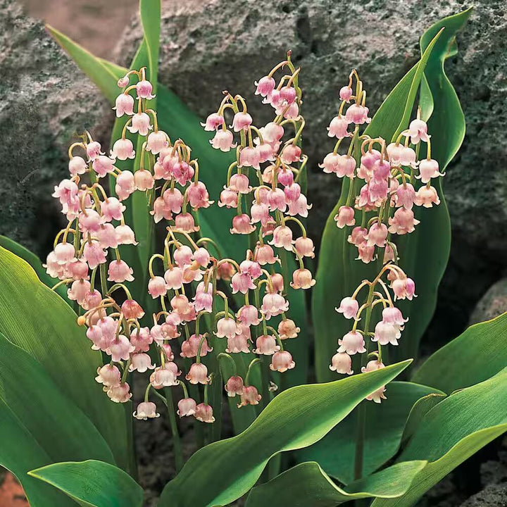 Bell Orchid Flower Seeds for Planting – Heirloom Non-GMO Seeds, High Germination for Home Garden