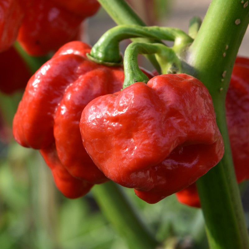 Aka Chapeau Pepper Seeds for Planting – Heirloom Non-GMO Unique Chili Vegetable Seeds with High Germination for Organic Gardens