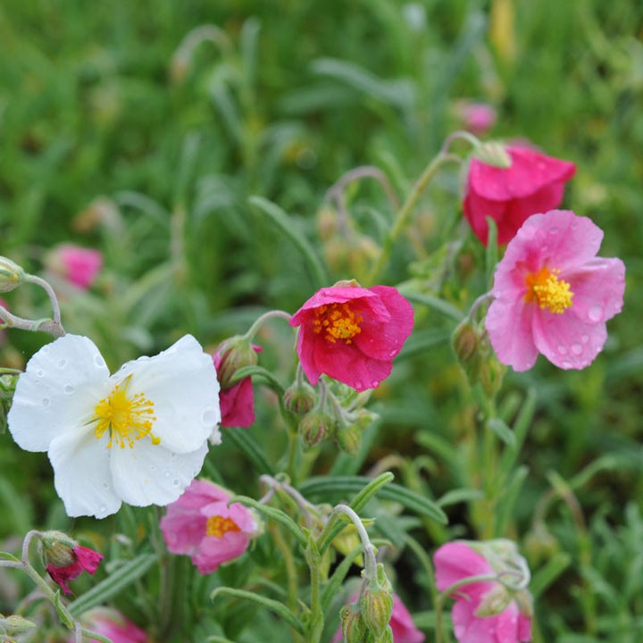 Mix Helianthemum Flower Seeds for Planting – Heirloom Non-GMO, High Germination Organic Garden Seeds