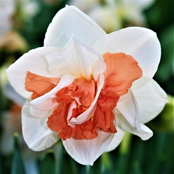 White Orange Double Petal Narcissus Seeds for Planting | Heirloom Non-GMO High Germination