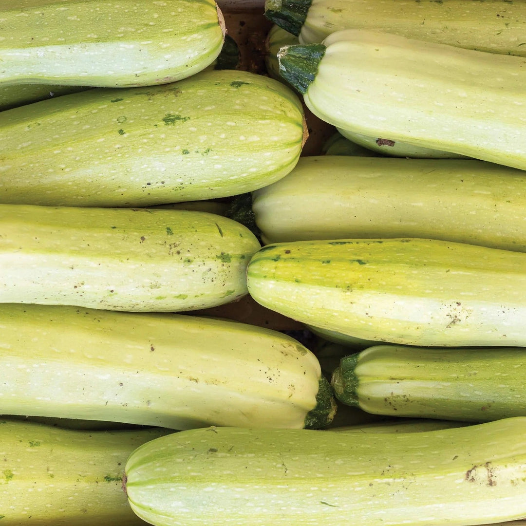 Bianco di Trieste Zucchini Seeds – Heirloom Non-GMO Tender Light Green Vegetable Seeds for Planting