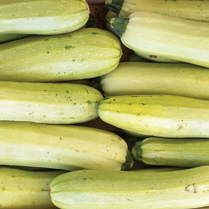 Bianco di Trieste Zucchini Seeds – Heirloom Non-GMO Tender Light Green Vegetable Seeds for Planting
