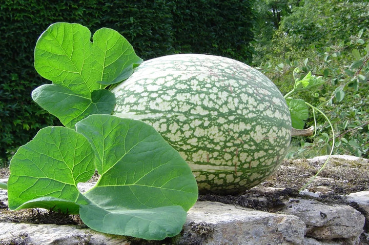 Fig Leaf Gourd (Chilacayote) Seeds for Planting – Heirloom, Non-GMO, Rare Asian Pumpkin – High Germination
