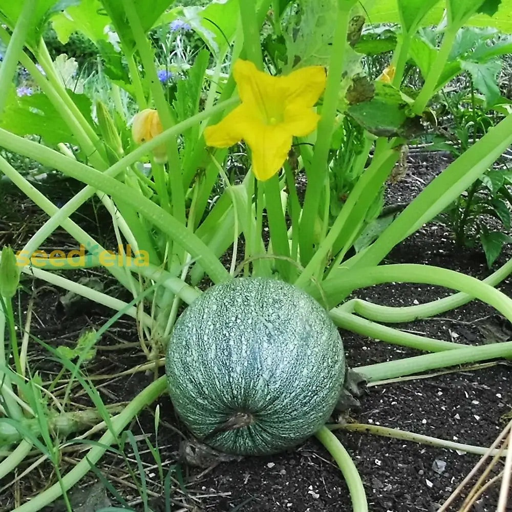Calabaza Cabello Vegetable Seeds for Planting – Heirloom & Non-GMO Garden Seeds