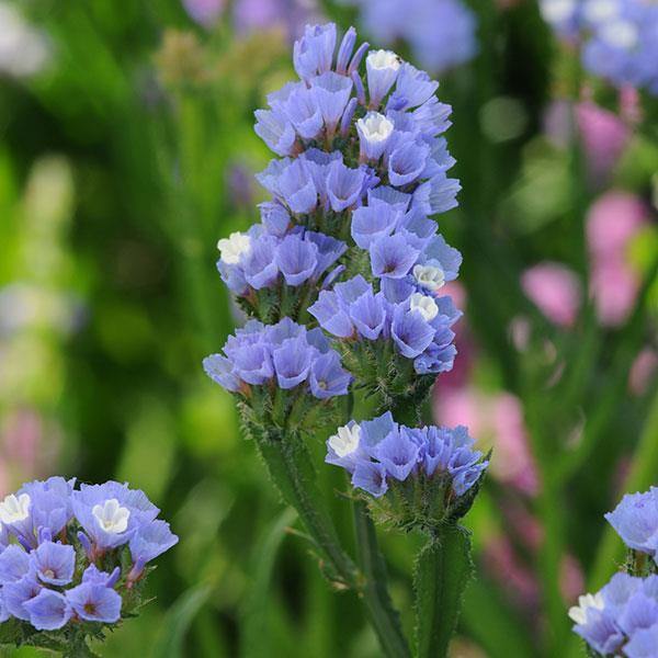 Statice Pale Blue Flower Seeds for Planting – Shade Tolerant, Heirloom, Non-GMO, High Germination