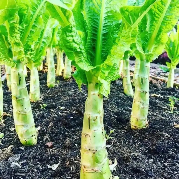 Asparagus Lettuce Celtuce Seeds for Planting – Heirloom, Non-GMO, Crisp Stem Vegetable – High Germination