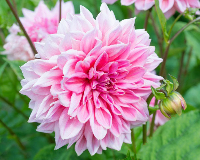 Light Pink Dahlia Flower Seeds for Planting – Heirloom, Non-GMO, Pollinator Friendly, High Germination