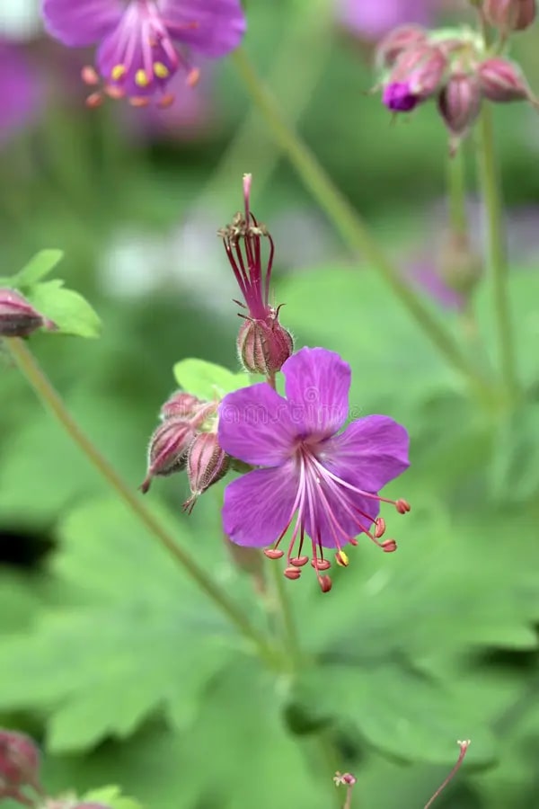 Geranium Viscosissimum Flower Seeds for Planting – Heirloom, Non-GMO, High Germination Organic Garden Seeds