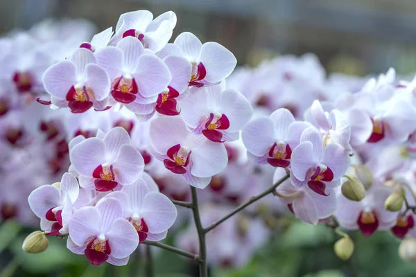 White Red Phalaenopsis Orchid Flower Seeds for Planting – Heirloom, Non-GMO, Low Maintenance, High Germination