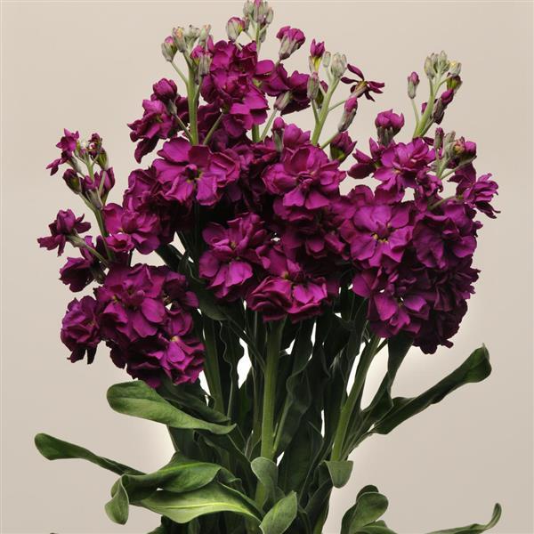 Burgundy Matthiola Flower Seeds for Planting – Heirloom, Non-GMO, Pollinator Friendly, High Germination