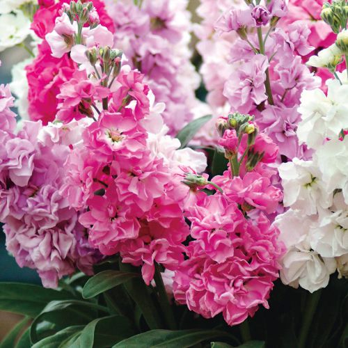Matthiola Incana Flower Seeds for Planting – Heirloom Non-GMO, High Germination Organic Garden Seeds