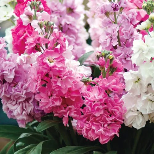 Mixed Mini Matthiola Incana Flower Seeds for Planting – Easy to Grow, Heirloom, Non-GMO, High Germination Organic Garden Seeds