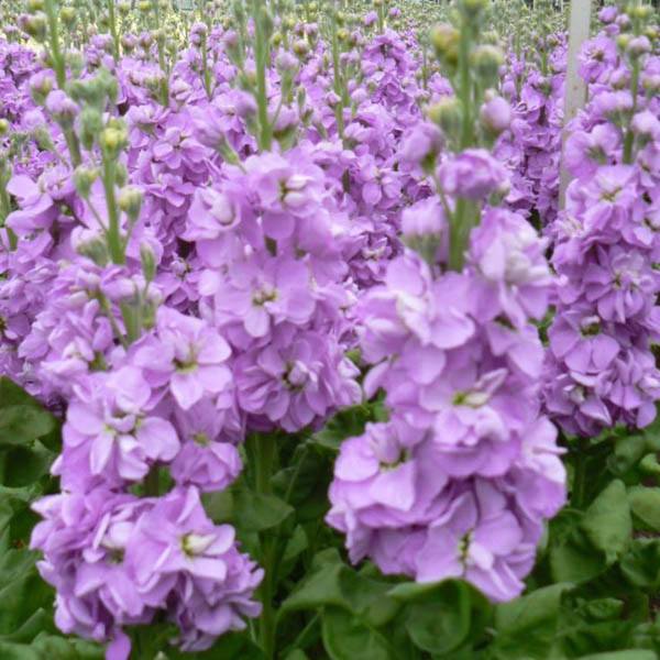 Purple Mini Matthiola Flower Seeds for Planting – Heirloom, Non-GMO, High Germination Garden Seeds