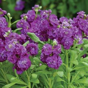 Violet Matthiola Incana Flower Seeds for Planting – Heirloom, Non-GMO, Compact Growth, High Germination