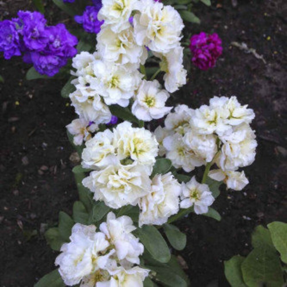 Flower Seeds, Seeds,Seeds For Planting,Plant Seeds